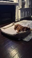 'Home away from home' pet sitting - Photo 4