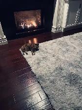 'Home away from home' pet sitting - Photo 5