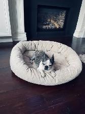 'Home away from home' pet sitting - Photo 6