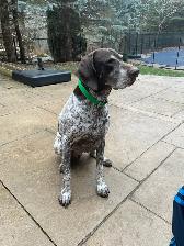 'Home away from home' pet sitting - Photo 7