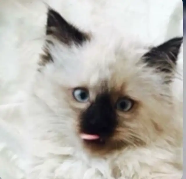 GORGEOUS BABY WHITEMITTTED & CHOCOLATEPOINT RAGDOLLS!!