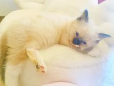 GORGEOUS BABY WHITEMITTTED & CHOCOLATEPOINT RAGDOLLS!! - Photo 2
