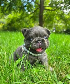 High-Quality Fluffy French Bulldog Puppies – Lilac & Merle