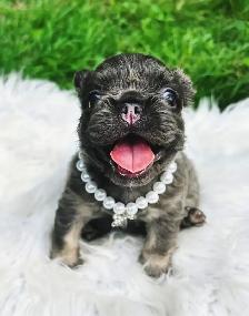 High-Quality Fluffy French Bulldog Puppies – Lilac & Merle - Photo 2