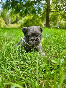 High-Quality Fluffy French Bulldog Puppies – Lilac & Merle - Photo 3
