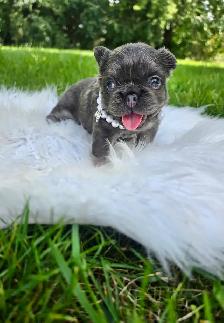 High-Quality Fluffy French Bulldog Puppies – Lilac & Merle - Photo 4