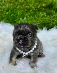 High-Quality Fluffy French Bulldog Puppies – Lilac & Merle - Photo 5
