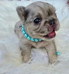 High-Quality Fluffy French Bulldog Puppies – Lilac & Merle - Photo 6