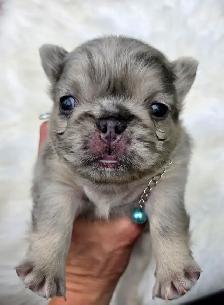 High-Quality Fluffy French Bulldog Puppies – Lilac & Merle - Photo 7