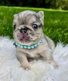 High-Quality Fluffy French Bulldog Puppies – Lilac & Merle - Photo 8