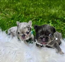 High-Quality Fluffy French Bulldog Puppies – Lilac & Merle - Photo 9