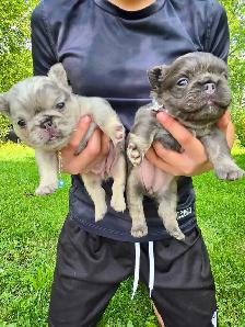 High-Quality Fluffy French Bulldog Puppies – Lilac & Merle - Photo 10