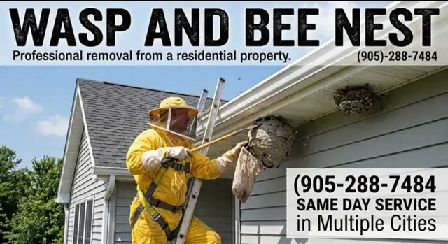 Bee nest and wasp removal - Pest Control