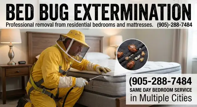 Bedbugs removal - Pest Control