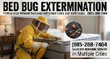 Bedbugs removal - Pest Control
