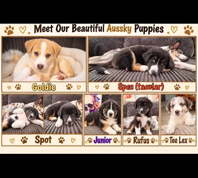 Puppies for sale. Australian Shepherd, Siberian husky mix.