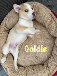 Puppies for sale. Australian Shepherd, Siberian husky mix. - Photo 2