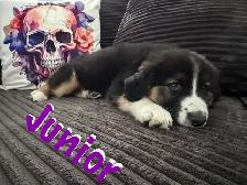 Puppies for sale. Australian Shepherd, Siberian husky mix. - Photo 3