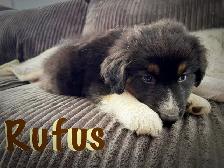 Puppies for sale. Australian Shepherd, Siberian husky mix. - Photo 4