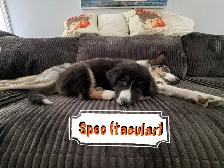 Puppies for sale. Australian Shepherd, Siberian husky mix. - Photo 5