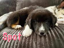 Puppies for sale. Australian Shepherd, Siberian husky mix. - Photo 6