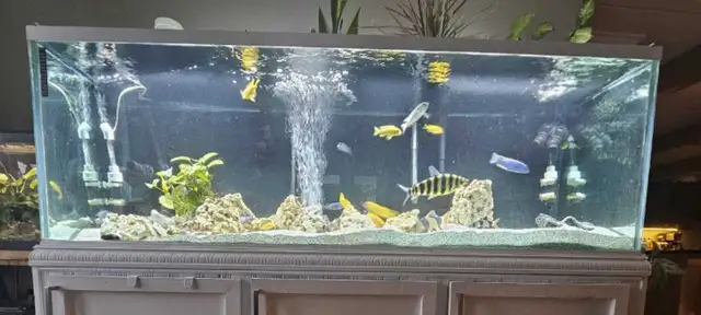 Aquarium 180 Gallons 48x24x24