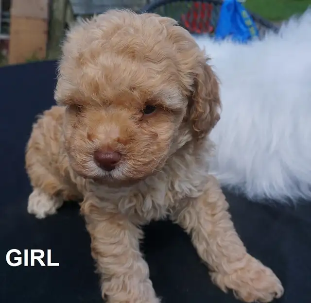 TEDDY BEAR FACED TINY TOY POODLES - GIRLS, $1900 - BOY, $2000