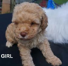 TEDDY BEAR FACED TINY TOY POODLES - GIRLS, $1900 - BOY, $2000