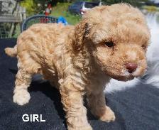 TEDDY BEAR FACED TINY TOY POODLES - GIRLS, $1900 - BOY, $2000 - Photo 2