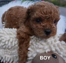 TEDDY BEAR FACED TINY TOY POODLES - GIRLS, $1900 - BOY, $2000 - Photo 3