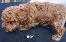 TEDDY BEAR FACED TINY TOY POODLES - GIRLS, $1900 - BOY, $2000 - Photo 4
