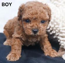 TEDDY BEAR FACED TINY TOY POODLES - GIRLS, $1900 - BOY, $2000 - Photo 5