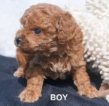 TEDDY BEAR FACED TINY TOY POODLES - GIRLS, $1900 - BOY, $2000 - Photo 6