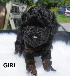 TEDDY BEAR FACED TINY TOY POODLES - GIRLS, $1900 - BOY, $2000 - Photo 7