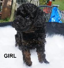 TEDDY BEAR FACED TINY TOY POODLES - GIRLS, $1900 - BOY, $2000 - Photo 8