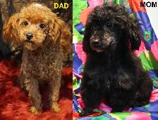 TEDDY BEAR FACED TINY TOY POODLES - GIRLS, $1900 - BOY, $2000 - Photo 9
