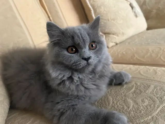 Scottish Stright Blue long-hair kittens registered in CCA/AFC