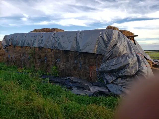 Free Hay - 2 year old small squares of wild Grass hay