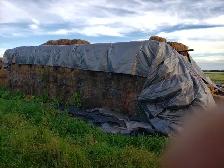 Free Hay - 2 year old small squares of wild Grass hay