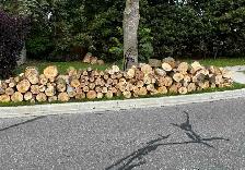 FREE MAPLE FIREWOOD