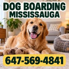 Dog Boarding Mississauga | Home-Style Cage-Free Dog Boarding