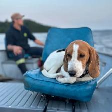 Walker Coonhound puppy