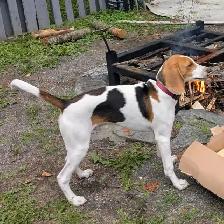 Walker Coonhound puppy - Photo 2