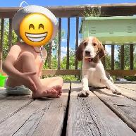 Walker Coonhound puppy - Photo 3