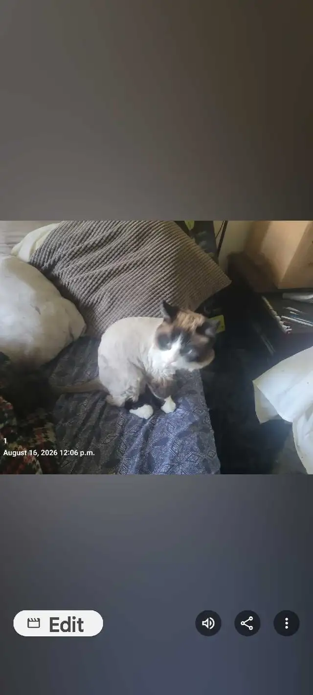 Missing cat