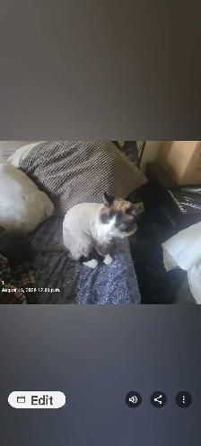 Missing cat