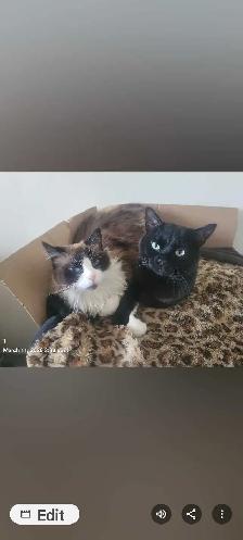Missing cat - Photo 2