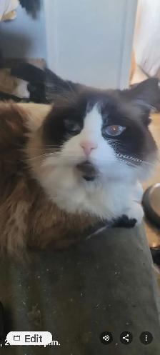 Missing cat - Photo 3