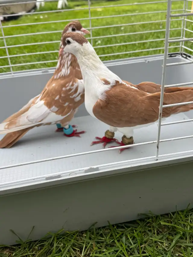 high quality afghani pigeons for sale