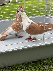 high quality afghani pigeons for sale